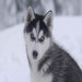 Shhasta