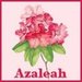 Azaleah